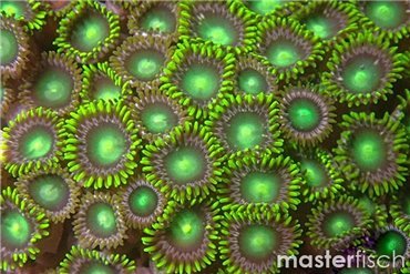Coraux mous pour aquarium marin - MasterFisch France