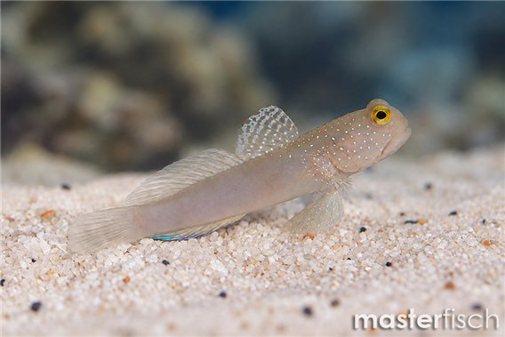 Cryptocentrus cinctus élevage