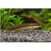 Zebra Pike Cichlid