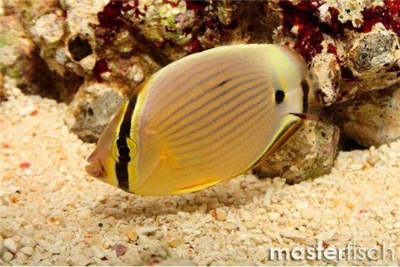 Chaetodon lunulatus