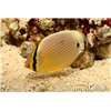 Oval Butterflyfish