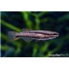 Aphyosemion bivittatum funge