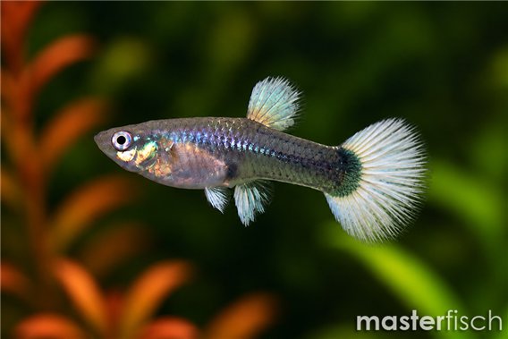Guppy tuxedo weiss