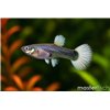 Guppy tuxedo white