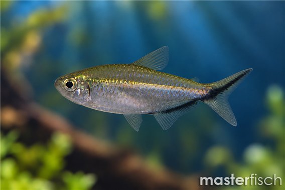 Moenkhausia costae
