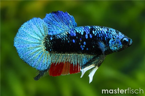 Siamesischer Kampffisch Plakat Avatar Blue