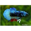 Siamesischer Kampffisch Plakat Avatar Blue