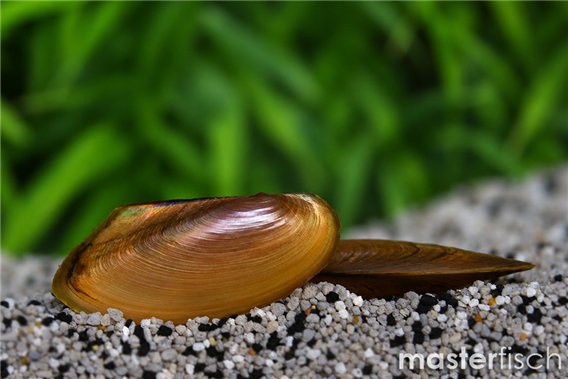 Tropical freshwater mussel