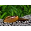 Tropical freshwater mussel