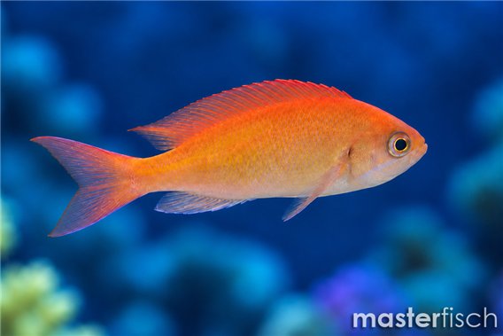 Pseudanthias cheirospilos