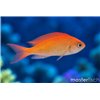 Pseudanthias cheirospilos