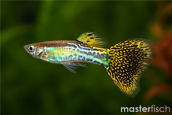 Guppy cobra jaune