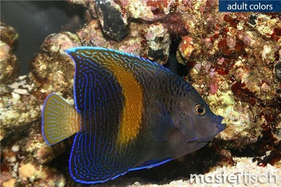 Poisson-Ange à Croissant - Pomacanthus Maculosus | MasterFisch
